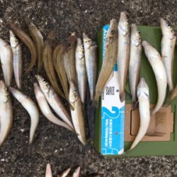 平成最後の落ちキス釣り