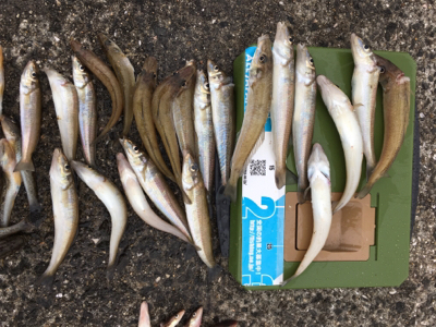 平成最後の落ちキス釣り