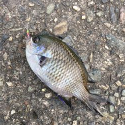 サビキ仕掛けに付餌