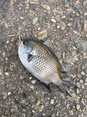 サビキ仕掛けに付餌