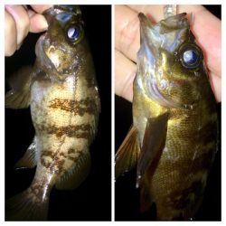 メバリンガー1805〜1847