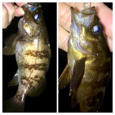 メバリンガー1805〜1847