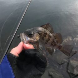 アジを求めて④