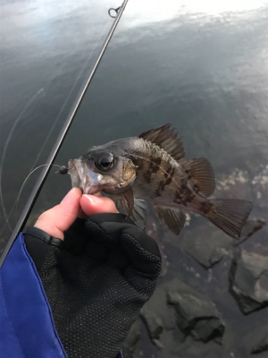 アジを求めて④