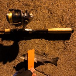 久々のタチウオ釣果！