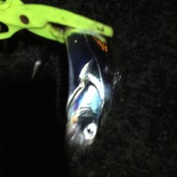 タチウオ まだいけそう