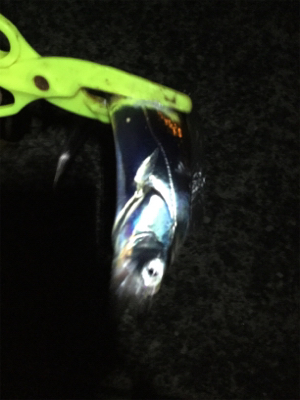 タチウオ まだいけそう