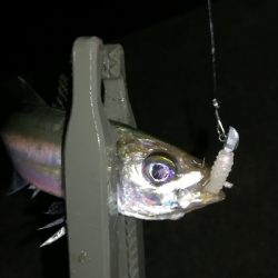 ナイトアジング