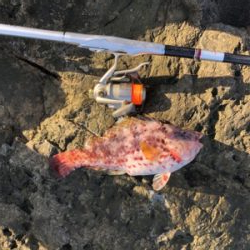 寒グレどこ行った？