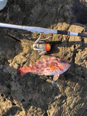 寒グレどこ行った？