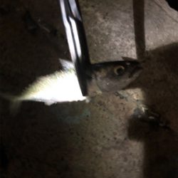 何だかねェ〜サバゲー(´༎ຶོρ༎ຶོ`)