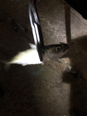 何だかねェ〜サバゲー(´༎ຶོρ༎ຶོ`)