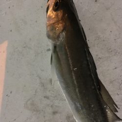 跳ねてるが渋い