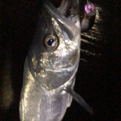 爆風シーバス！