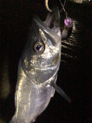 爆風シーバス！