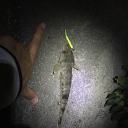 夜釣りでコチ