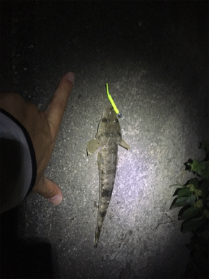 夜釣りでコチ