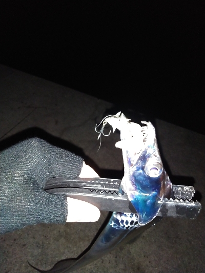 須磨陸っぱりタチウオ、ぎりぎりまだ釣れます