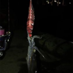 初の80杯オーバー\(^^)/ヒイカ釣り