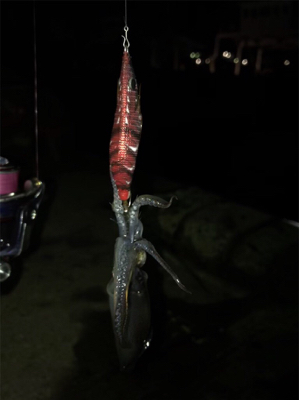 初の80杯オーバー\(^^)/ヒイカ釣り