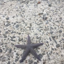 ヒトデのあらし