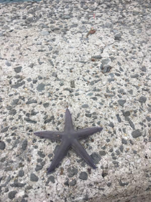 ヒトデのあらし