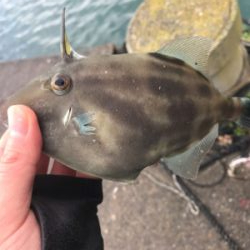 急な気温低下での釣果