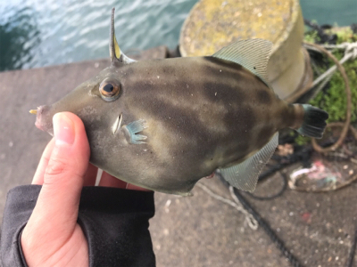 急な気温低下での釣果