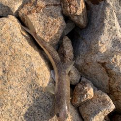 ショアジギから穴子