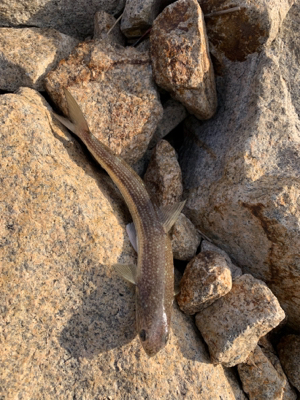 ショアジギから穴子