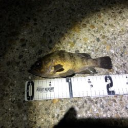 メバルプラッキング！