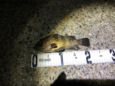 メバルプラッキング！