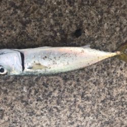 サバサバサバサバ〜