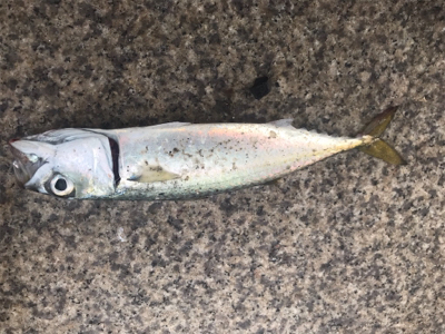 サバサバサバサバ〜