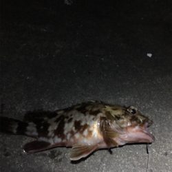 極寒のなか根魚狙い