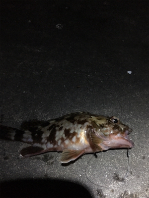 極寒のなか根魚狙い