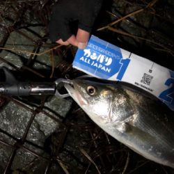 極寒のシーバス釣行