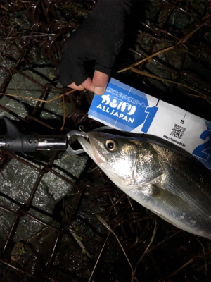 極寒のシーバス釣行