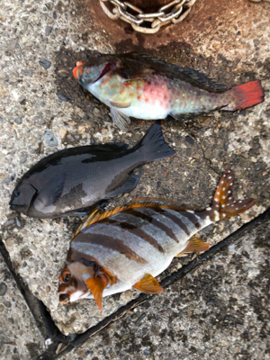 見老津の磯釣り