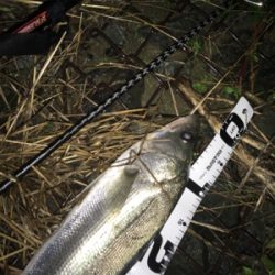 極寒のシーバス