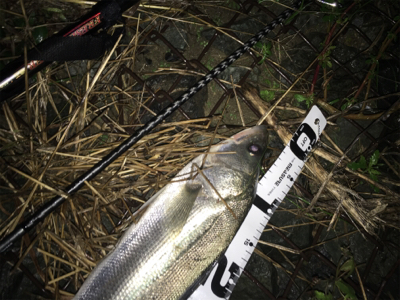 極寒のシーバス