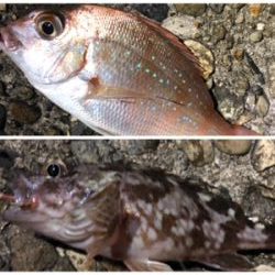 シーバス祭りとクジラもー汗