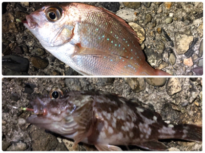 シーバス祭りとクジラもー汗