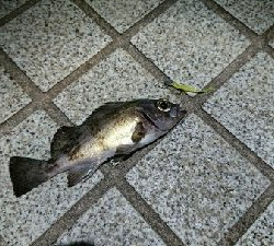 メバリング！寒い！