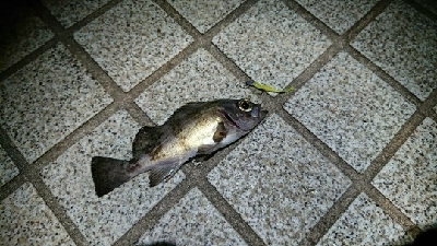 メバリング！寒い！