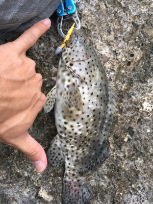 ミーバイ(ハタ)釣り