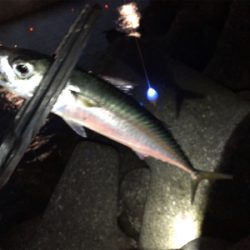 サバ連止まり…(´༎ຶོρ༎ຶོ`)