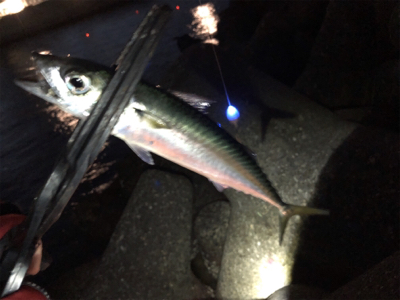 サバ連止まり…(´༎ຶོρ༎ຶོ`)