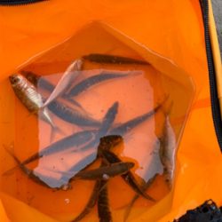 サビキでアジ！