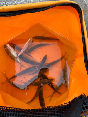 サビキでアジ！